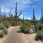 Vagabond Tales- Lunch with the Saguaros