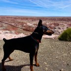 Vagabond Tales- We Know the Newest Bark Ranger In the Petrified Forest National Park***