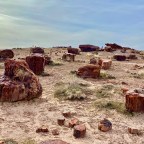 Vagabond Tales-  Contest Reminder and One of My Favorite Petrified Forest Pictures