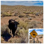 Vagabond Tales- When They Say Open Range…They Mean …OPEN RANGE