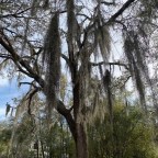 Vagabond Tales-Spanish Moss and Red Mites