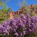 Vagabond Tales-  The Old Goat and Capitol Reef National Park