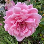 Vagabonds Tales-  Slip Over the Border