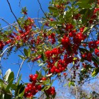 Vagabond Tales- Riding Against the Wind