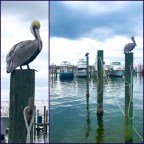 Vagabond Tales- Go Boardwalking