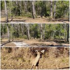 Vagabond Tales:Deer Spotted on Gopher Tortoise Trail