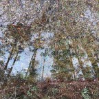 Vagabond Tales-  Puddle Refections