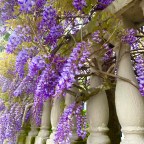 Vagabond Tales-  Stand in Long Lines