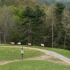 Vagabond Tales-  Almost Get Skunked Hunting Elk