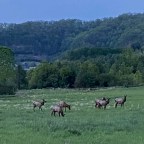 Vagabond Tales- Pollen Count 4, Vagabonds 0