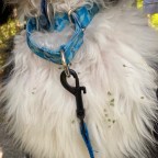 Vagabond Tales- Rest and Stickery Situations