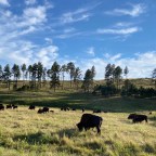 Vagabond Tales- We’re Going on a Buffalo Hunt.  And What do you think we’ll see?