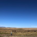 Vagabond Tales- Buffalo Whisperer
