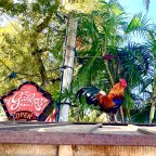 Vagabond Tales – Find the Missing Chickens
