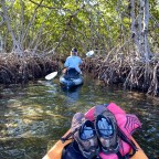 Vagabond Tales-Kayak the Mangrove Tunnels of Sarasota