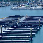 Vagabond Tales- Sealed with a Bark