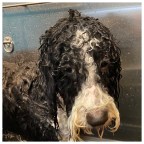 Vagabond Tales-  The Bow-Wow Meow Visit