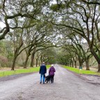 Vagabond Tales— 400 Live Oaks