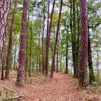 Vagabond Tales- Running in Circles