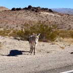 Vagabond Tales-  I think I’ll Take Him Home