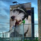 Vagabond Tales-  Finn Celebrates Saint Patrick’s Day