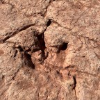 Vagabond Tales- Jeeps, Dinosaur Tracks and Petroglyphs￼