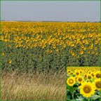 Vagabond Tales- His Mercies Are New Every Morning –   Happy Sunday