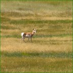 Vagabond Tales-Where the Antelope Play